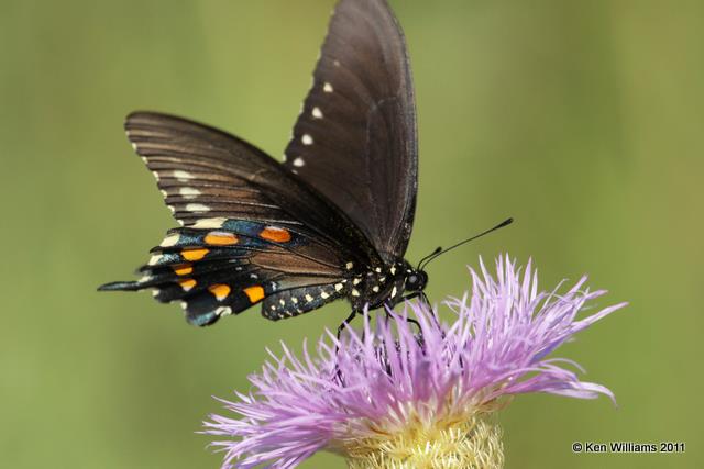 Pipevine Swallowtail, Atoka WMA, Atoka Co, OK, 6-30-10, JL 3753.jpg