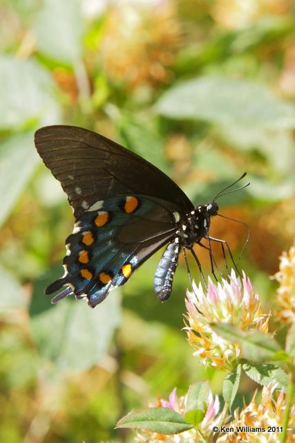 Pipevine Swallowtail, Nowata Land, Nowata Co, OK, 7-6-09, RL 8582.jpg