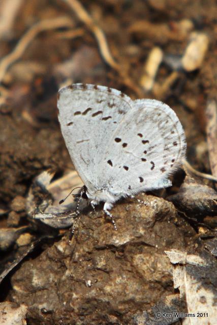 Spring Azure, Cookson WMA, OK, 3-30-10, RL 1099.jpg