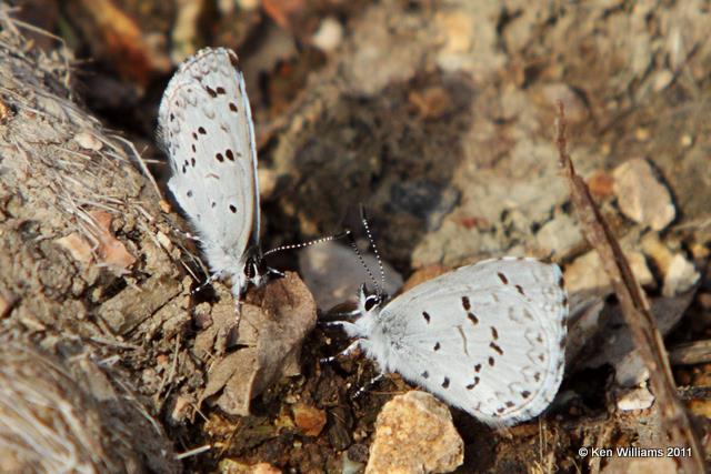 Spring Azure, Cookson WMA, OK, 3-30-10, RL 1182.jpg