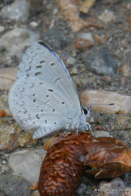 Spring Azure, Sandie Peak, NM, 8-9-08 R L300 4777.jpg