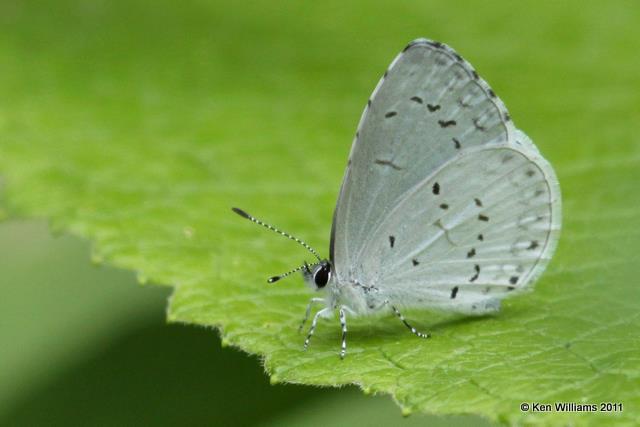 Summer Azure, Mohawk Park, OK, 5-17-10, JL 6159.jpg