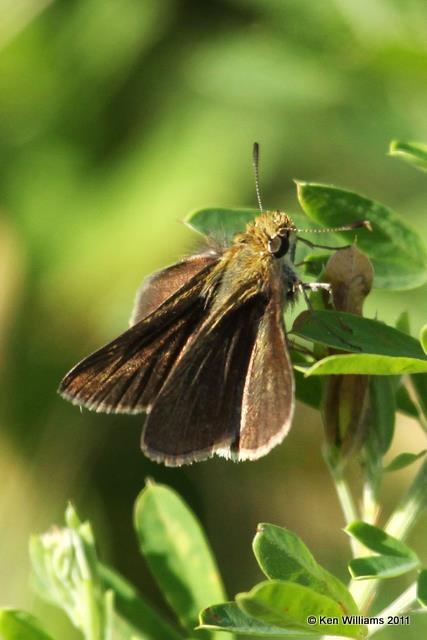 Swarthy Skipper, near Atoka WMA, Atoka Co, OK, 6-30-10, JL 3733.jpg