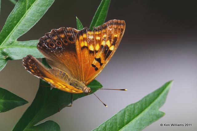Tawny Emperor, Owasso Backyard, Rogers Co, OK, 9-9-09, RL 4811.jpg
