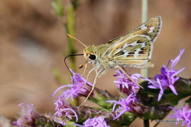 Uncus Skipper, Picture Canyon, Baca Co, CO 9-2-07 JL 4114.jpg