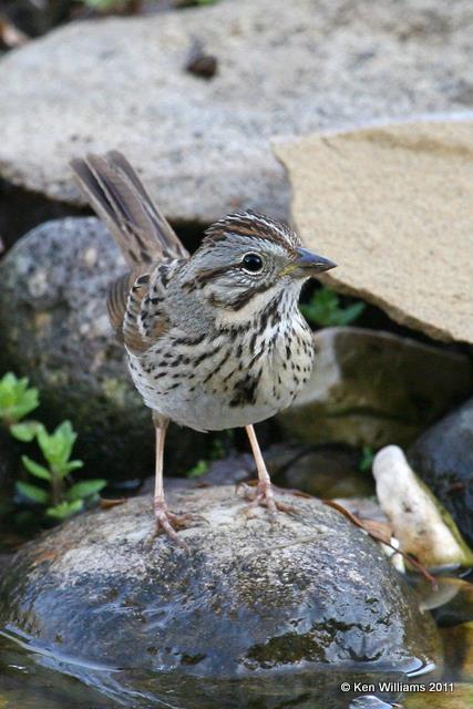 Lincoln's Sparow, Owasso Yard, Rogers Co, OK, 4-2-11, Ja 6448.jpg