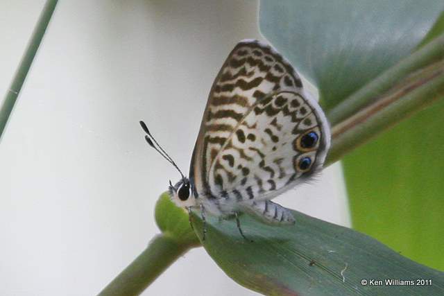 Cassius Blue, Everglades National Park, 4-22-11, Ja 9157.jpg