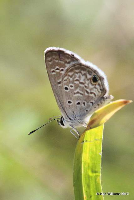 Ceraunus Blue, Ding Darling NWR, FL, 4-25-11, Ja 9772.jpg