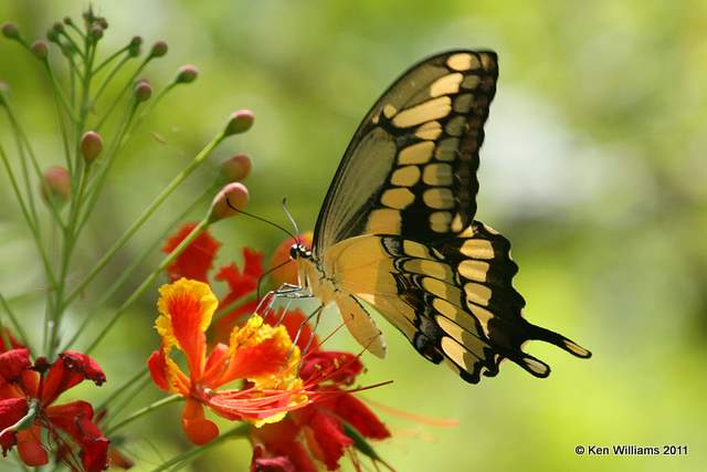 Giant Swallowtail, Key West Tropical Forest & Botanical Garden, FL, 4-20-11, Ja 8828.jpg