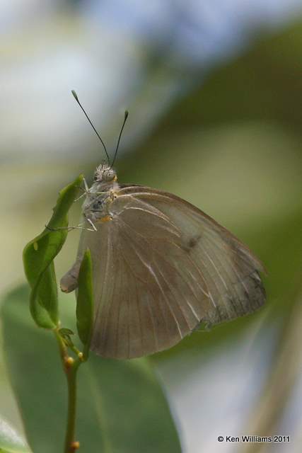 Great Southern White - female, Everglades National Park, FL, 4-23-11, Ja 9874.jpg