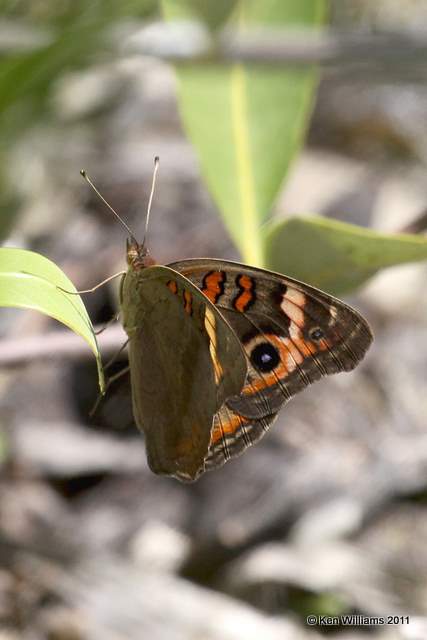 Mangrove Buckeye, Ding Darling NWR, FL, 4-25-11, Ja 9736.jpg