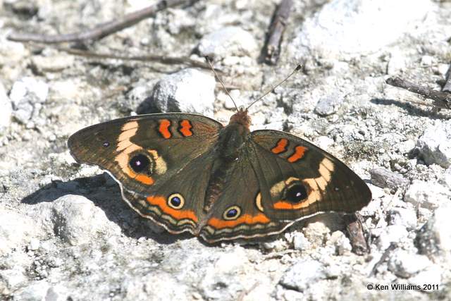 Mangrove Buckeye, Merritt Island National Wildlife Refuge, FL, 4-17-11, Ja 7472.jpg