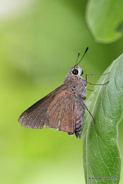 :Monk Skipper: