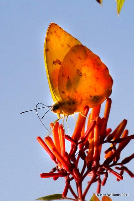 Orange-barred Sulphur,Key West Tropical Forest & Botanical Garden, FL, 4-20-11, Ja 8843.jpg