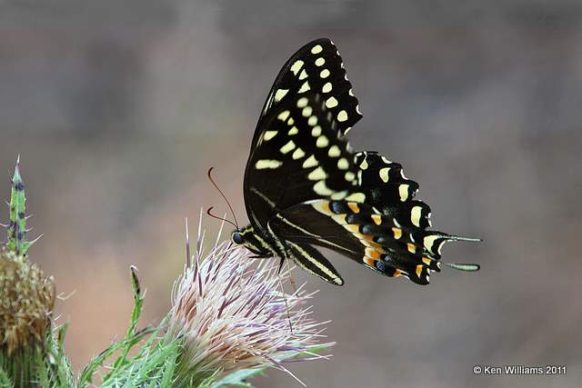 Palamedes Swallowtail, Aplachicola National Forest, FL, 4-15-11, Ja 8312.jpg