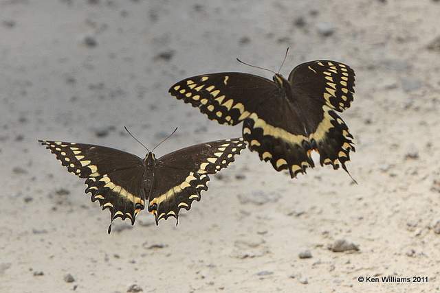 Palamedes Swallowtail, Aplachicola National Forest, FL, 4-15-11, Ja 8315.jpg