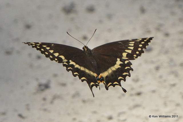 Palamedes Swallowtail, Aplachicola National Forest, FL, 4-15-11, Ja 8316.jpg