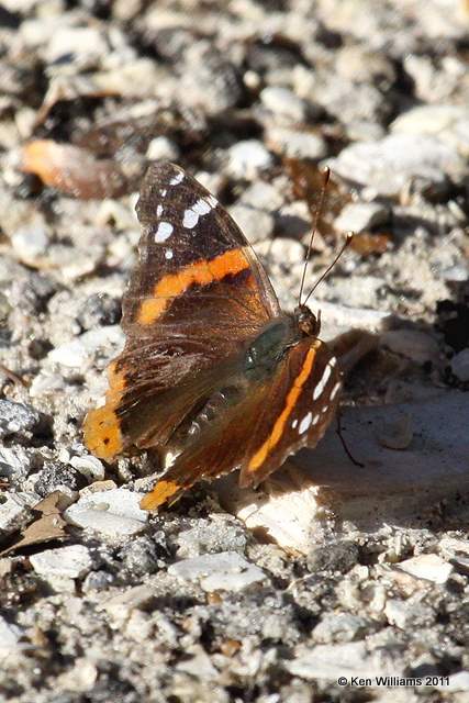 Red Admiral, Oscar Scherer SP, FL, 4-25-11, Ja 0446.jpg