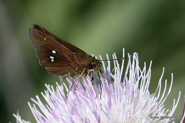 :Two-spotted Skipper: