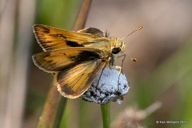 Whirlabout - male,  Aplachicola National Forest, FL, 4-15-11, Ja 7100.jpg