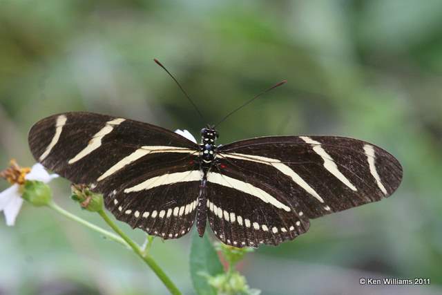 Zebra Heliconian, Everglades National Park, FL, 4-23-11, Ja3 9731.jpg