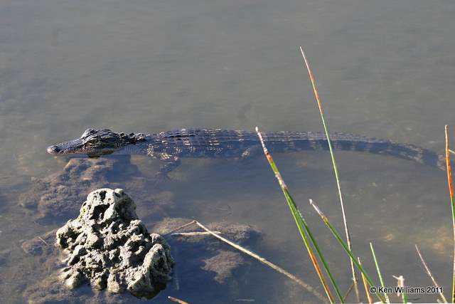 American Alligator - baby, Everglades National Park, 4-22-11, Ja 9344.jpg