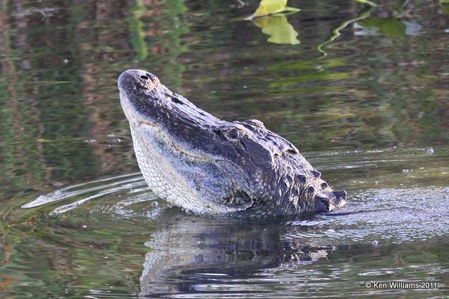 American Alligator - calling male, Everglades National Park, FL, 4-24-11, Ja 9005.jpg