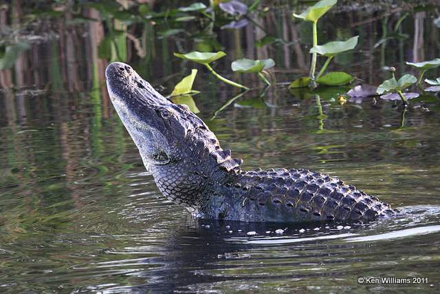 American Alligator - calling male, Everglades National Park, FL, 4-24-11, Ja3 9002.jpg