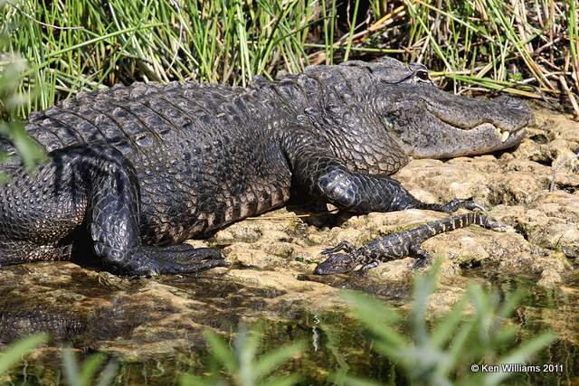 American Alligator - mom & baby, Everglades National Park, FL, 4-24-11, Ja 9234.jpg