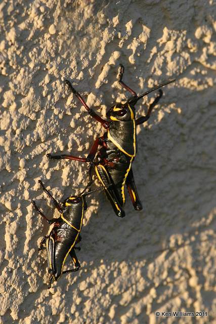 Eastern Lubber Grasshopper - Romalea microptera - immature, Tittusville, FL, 4-17-11, Ja 7236.jpg