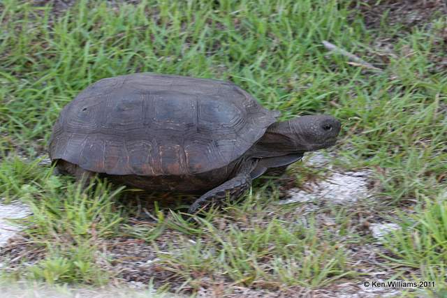 Gopher Tortoise, Canaveral National Seashore, FL, 4-16-11, Ja 7216.jpg