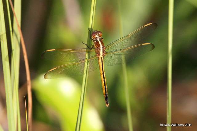 Needham's Skimmer female, Everglades National Park, 4-23-11, Ja 9434.jpg