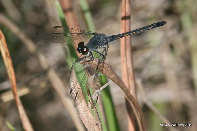 Seaside Dragonlet, Merritt Island NWR, FL, 4-17-11, Ja 7275.jpg