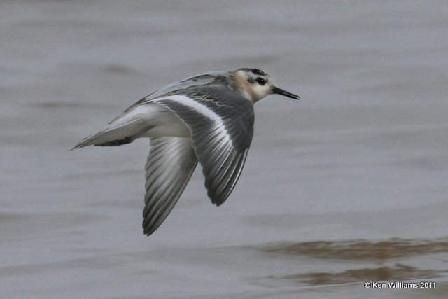 Red Phalarope, Salt Plains National Wildlife Refuge, 9-15-11, Ja 2325.jpg