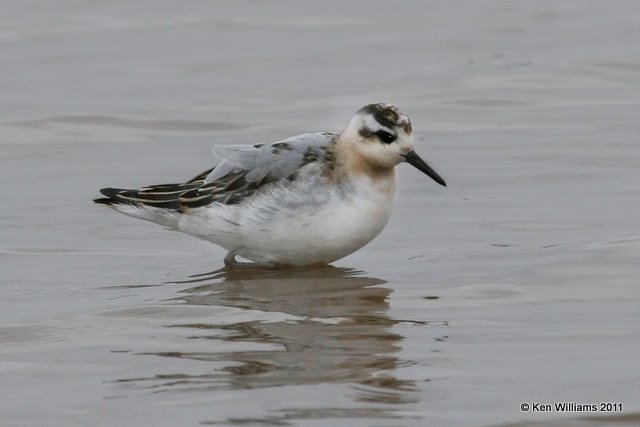 Red Phalarope, Salt Plains National Wildlife Refuge, 9-15-11, Ja2 2340.jpg