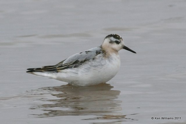 Red Phalarope, Salt Plains National Wildlife Refuge, 9-15-11, Ja3 2339.jpg