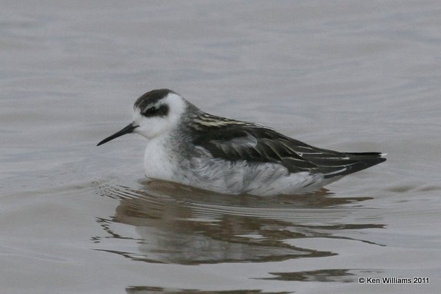 Red-necked Phalarope, Salt Plains National Wildlife Refuge, 9-15-11, Ja2 2304.jpg