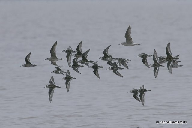 Red-necked Phalaropes and 2 Wilson's Phalaropes - 2nd from left and upper, 2104.jpg