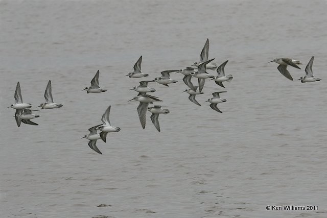 Red-necked Phalaropes and 2 Wilson's Phalaropes - 2nd from right and center, 2105.jpg