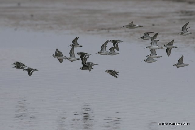 Red-necked Phalaropes and 2 Wilson's Phalaropes - 4th from left and upper, 2100.jpg