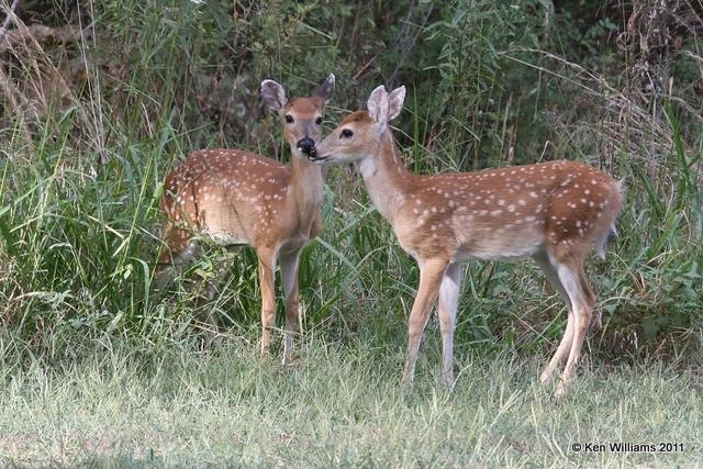 White-tailed Deer, Sequoyah State Park, Ft. Gibson Lake, Cherokee Co, OK, 9-7-11, Ja 0911.jpg