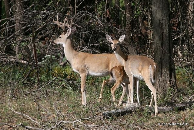 White-tailed Deer, Sequoyah State Park, Ft. Gibson Lake, Cherokee Co, OK, 9-7-11, Ja2 0976.jpg