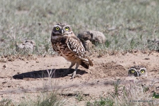 :Burrowing Owl: