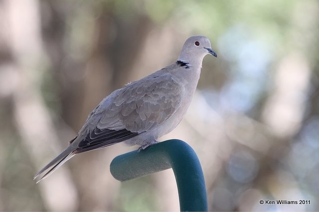 Eurasian Collared Dove, Lake Etling, Cimarron Co, OK 8-24-11, Ja 4742.jpg