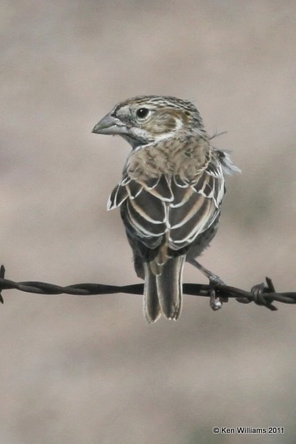 Lark Bunting female, Boise City, Cimarron Co, OK, 9-4-11 Ja 0856.jpg