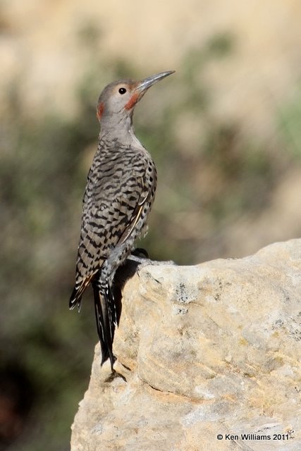 Northern Flicker - Red Shafted, Camp Billy Joe, Kenton, OK 8-24-11, Ja 4718.jpg