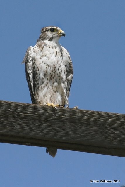 Prairie Falcon, East of Kenton, Cimarron Co, OK, 9-4-11 Ja 0815.jpg