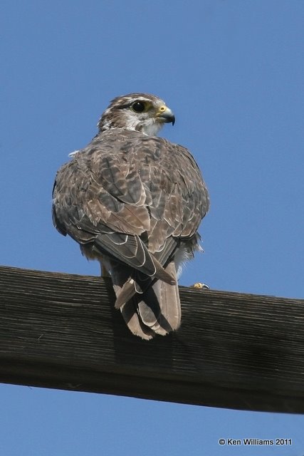 Prairie Falcon, East of Kenton, Cimarron Co, OK, 9-4-11 Ja 0822.jpg