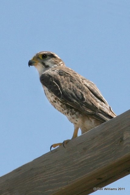 Prairie Falcon, East of Kenton, Cimarron Co, OK, 9-4-11 Ja 0834.jpg