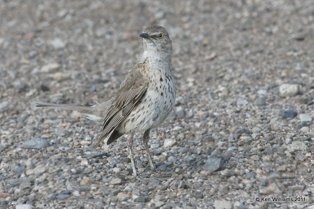 Sage Thrasher, Gunnison, CO, 9-31-11, Ja 9561.jpg